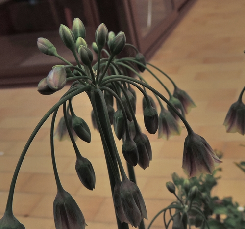 Allium siculum